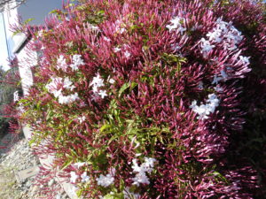 野菜栽培士が菜園を公開!玉ねぎ(中生)とその他の収穫!