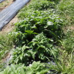 野菜栽培士が菜園を公開！春の植え付けスタート！