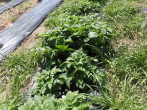 野菜栽培士が菜園を公開!春の植え付けスタート!