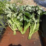 野菜栽培士が菜園を公開!サツマイモの苗の植え付け!