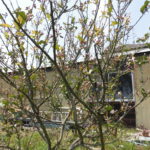 野菜栽培士が菜園を公開!里芋の植え付けとイチゴの収穫!