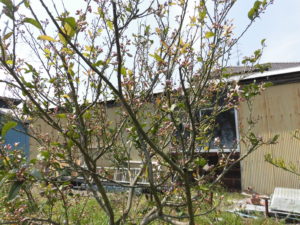 野菜栽培士が菜園を公開！里芋の植え付けとイチゴの収穫！