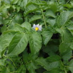 野菜栽培士が菜園を公開!果樹の開花と野菜の発芽と種まき!