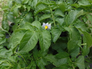 野菜栽培士が菜園を公開！果樹の開花と野菜の発芽と種まき！