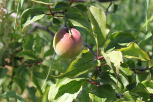 野菜栽培士が菜園を公開！ニンニクの収穫と棚作り！菊の植え付けも！