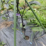 野菜栽培士が菜園を公開！春・夏野菜の収穫始まる！