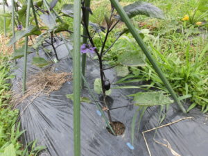 野菜栽培士が菜園を公開！春・夏野菜の収穫始まる！