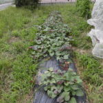 野菜栽培士が菜園を公開！夏野菜が大豊作！ほかも順調に成長中！