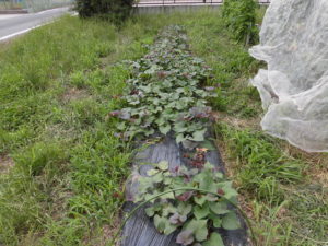 野菜栽培士が菜園を公開！夏野菜が大豊作！ほかも順調に成長中！