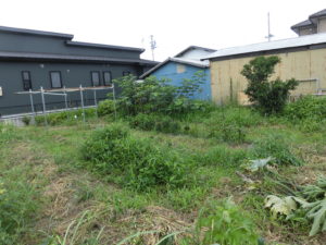 野菜栽培士が菜園を公開！梅雨明け！でも、夏野菜の出来は最悪！