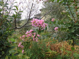 野菜栽培士が菜園を公開！真夏の異変！南高梅の木が枯れる！？