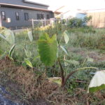 野菜栽培士が菜園を公開!秋冬の畝作りと大根の種まき(1回目)