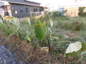 野菜栽培士が菜園を公開！秋冬の畝作りと大根の種まき（1回目）