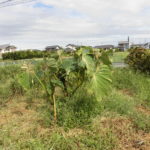 野菜栽培士が菜園を公開!秋冬の植え付け開始と大根の種まき(2回目)