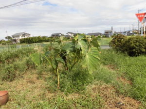 野菜栽培士が菜園を公開！秋冬の植え付け開始と大根の種まき（２回目）