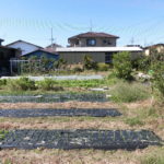 野菜栽培士が菜園を公開!玉ねぎの植え付け完了と菜園の現状!
