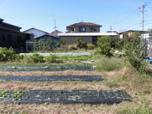 野菜栽培士が菜園を公開！玉ねぎの植え付け完了と菜園の現状！