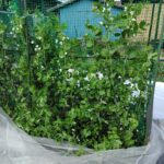 菜園でエンドウの収穫開始！春の命をいただく