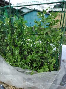 菜園でエンドウの収穫開始!春の命をいただく