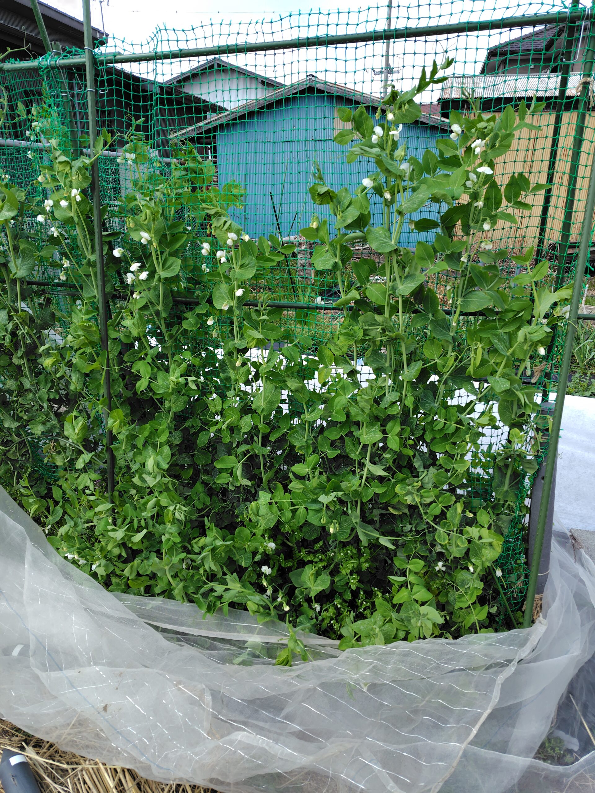 菜園でエンドウの収穫開始!春の命をいただく