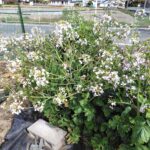 野菜の畑は春爛漫！大根、なばな満開。自家種採取も！