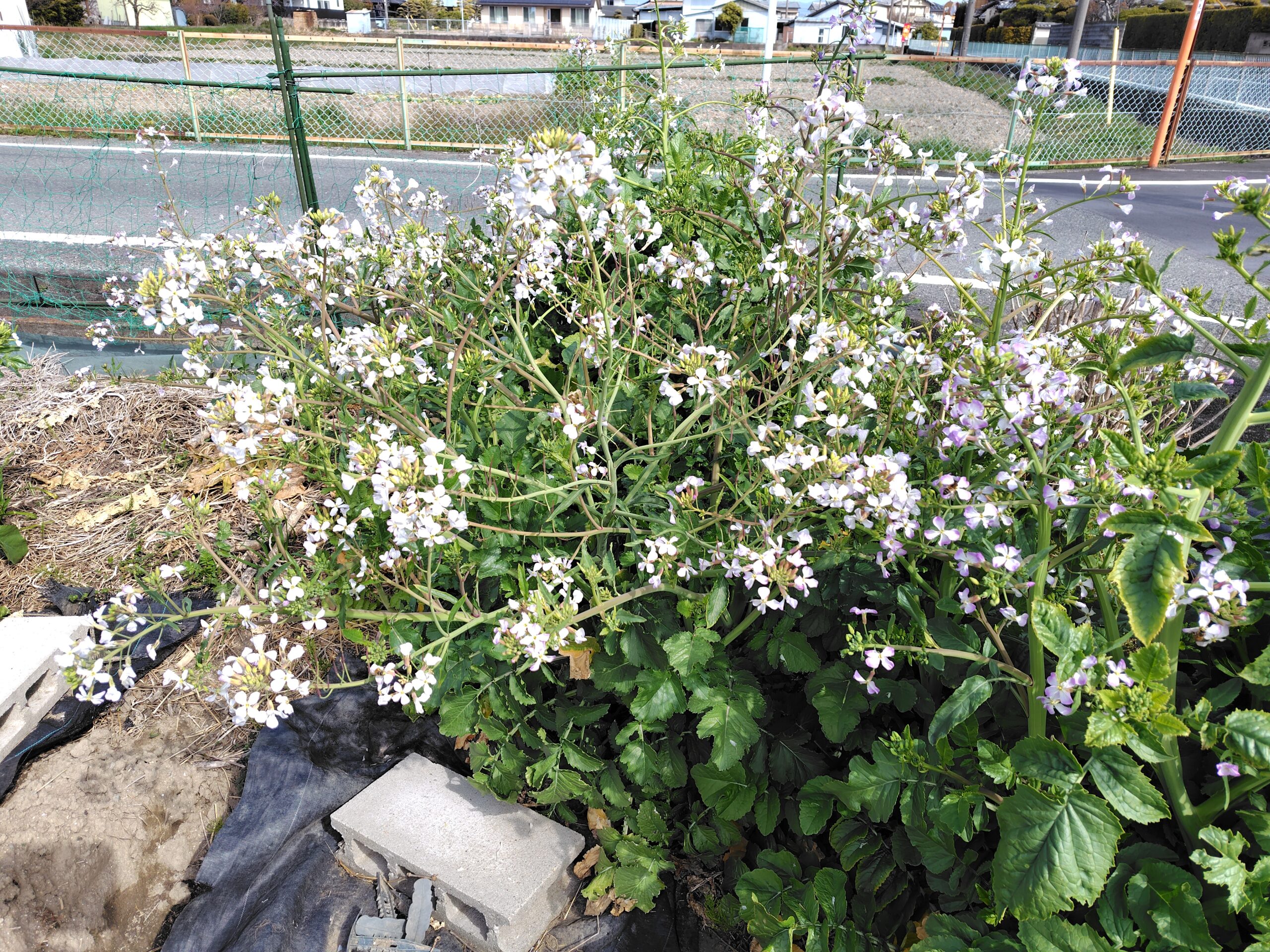 野菜の畑は春爛漫！大根、なばな満開。自家種採取も！