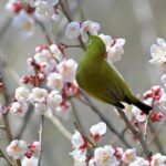 今年も畑の梅の木にメジロが！