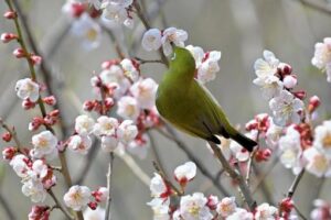 今年も畑の梅の木にメジロが！