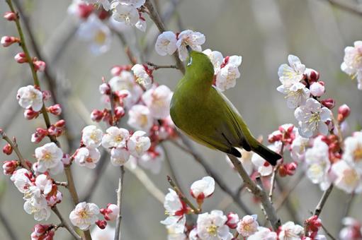 今年も畑の梅の木にメジロが！