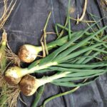 玉ねぎの収穫開始！雨不足を乗り越えた、満足の出来栄え！