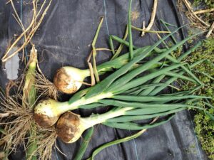 玉ねぎの収穫開始！雨不足を乗り越えた、満足の出来栄え！