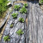 春の息吹。夏大根の発芽と春ジャガイモの成長！