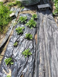 春の息吹。夏大根の発芽と春ジャガイモの成長！