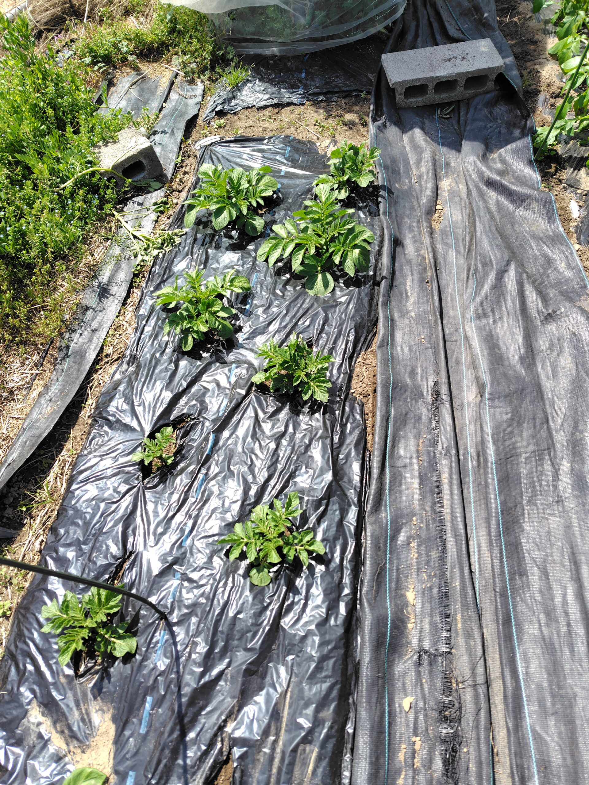 春の息吹。夏大根の発芽と春ジャガイモの成長!