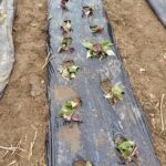 春の植え込み本番！サツマイモの苗を植えた一日