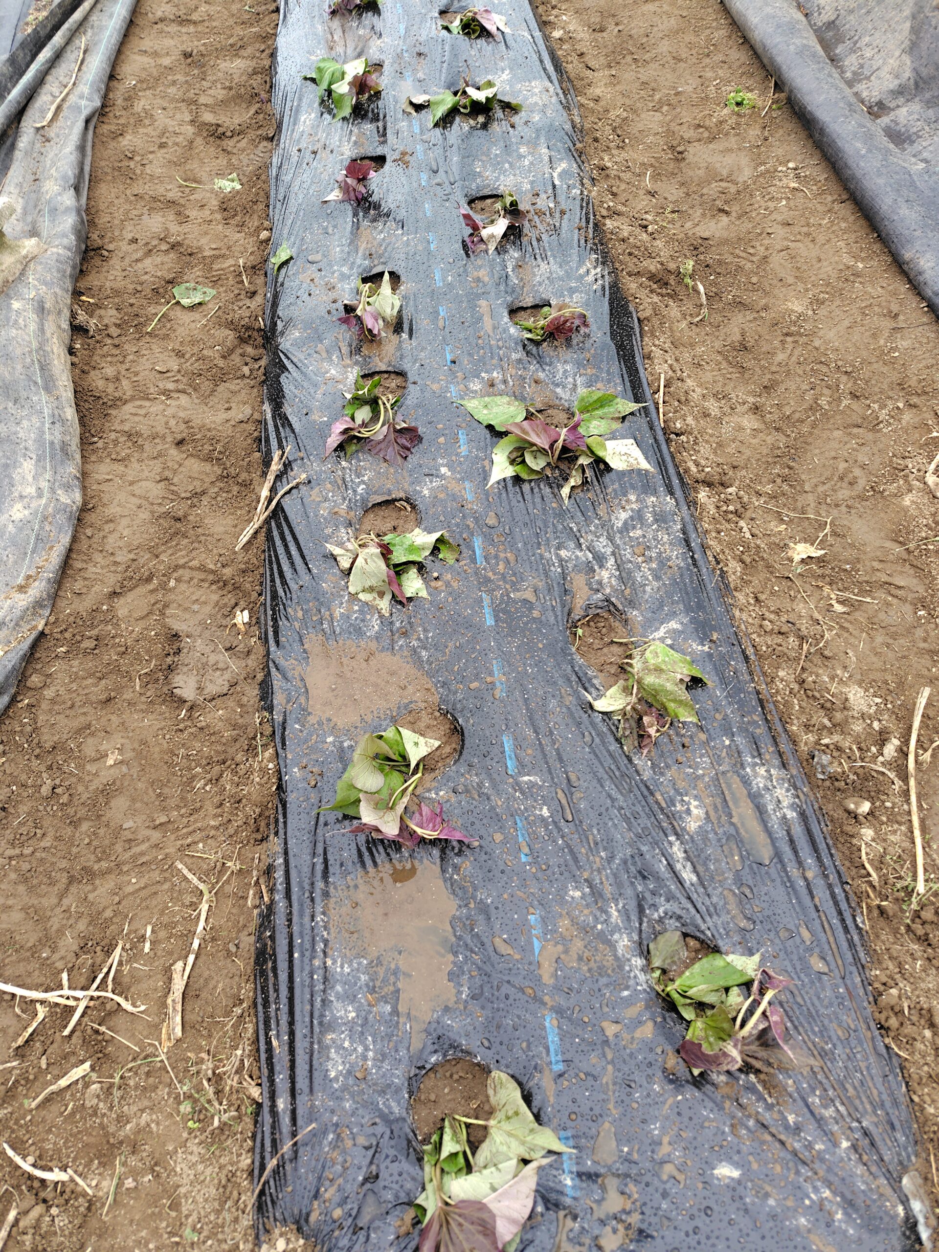春の植え込み本番！サツマイモの苗を植えた一日
