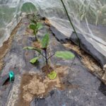 春の苗の植え込み真っ盛り！