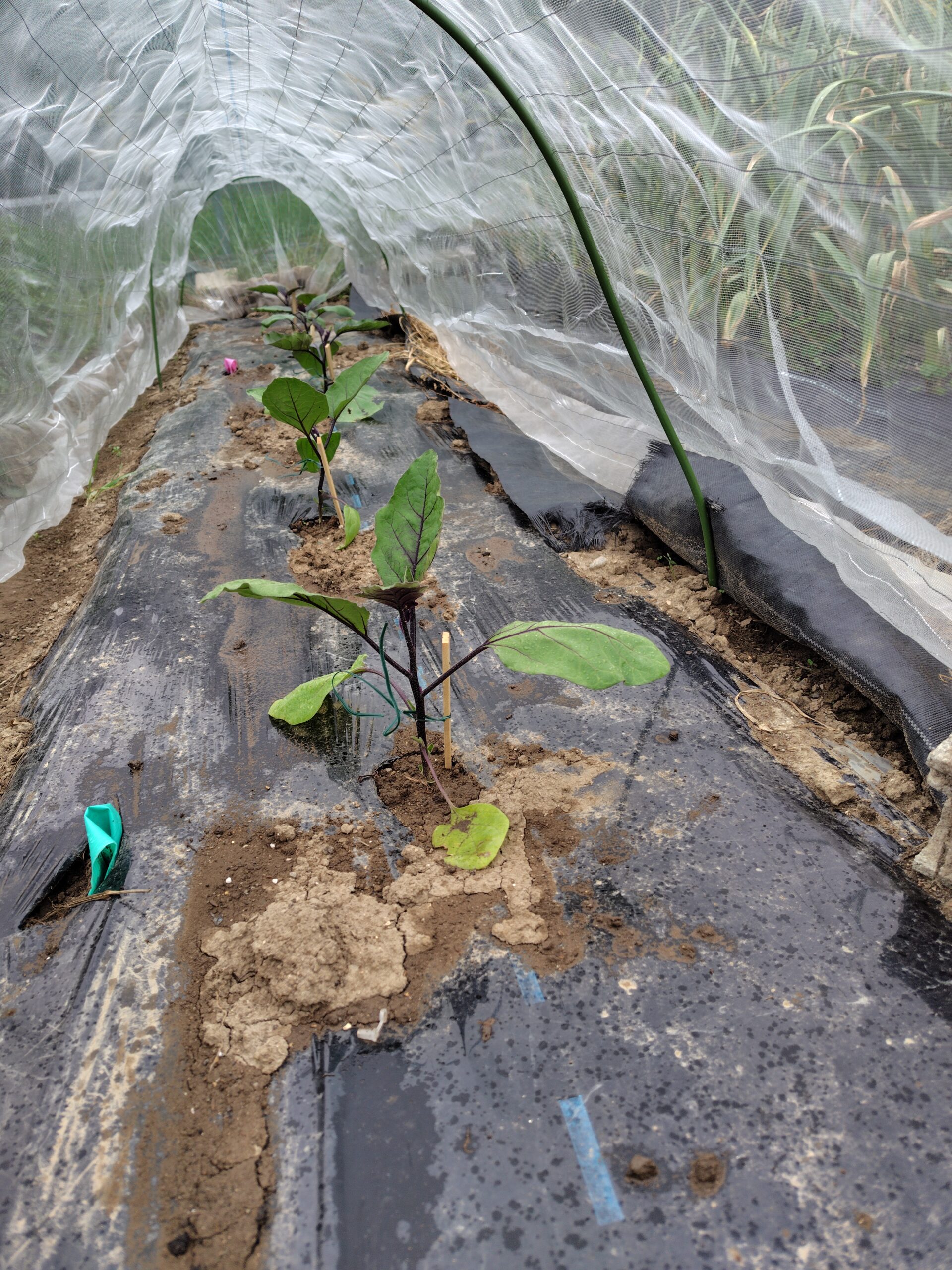 春の苗の植え込み真っ盛り！