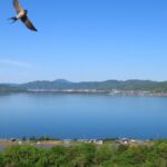 桜満開の空に今年も燕の姿が踊る！