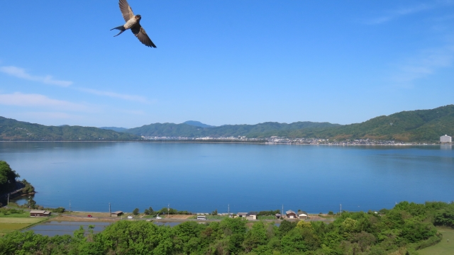 桜満開の空に今年も燕の姿が踊る!